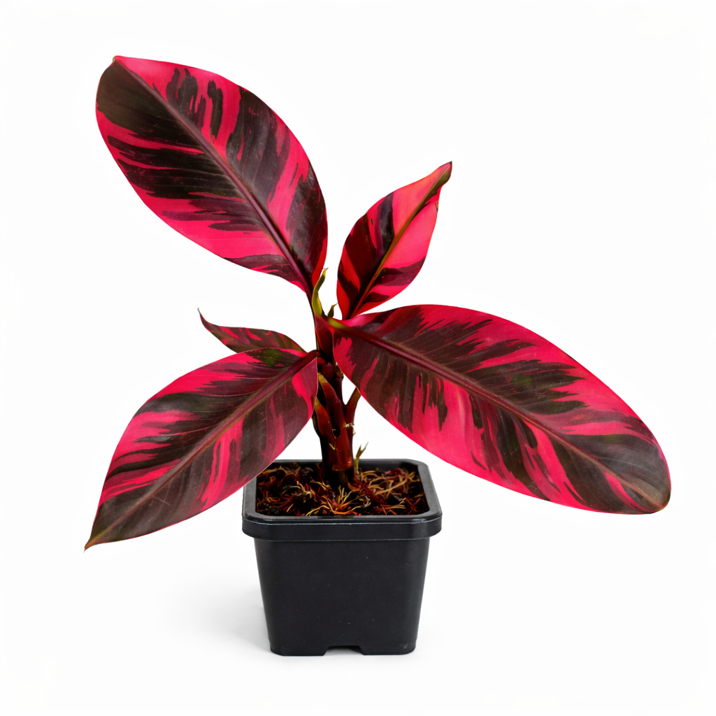 Bananier panaché ‘Nono Lady Diva’ – Musa rare à feuillage rose – Pot 4" (10–24")