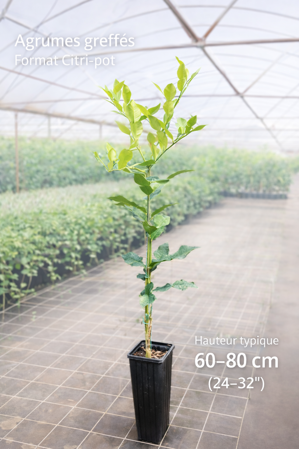 Calamondin – Citri-pot (24–36")