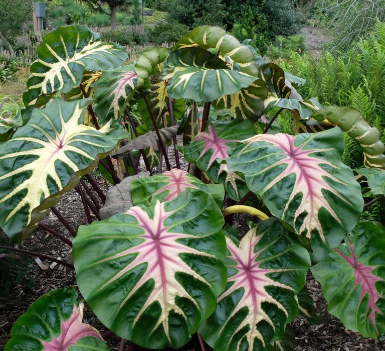 Colocasia 'Waikiki' – Pot 4" (6–18")