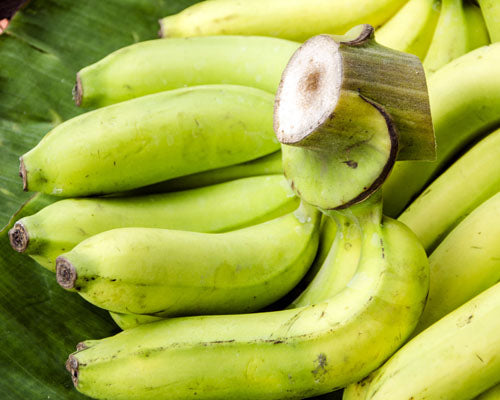 Bananier Musa 'Gros Michel' – Tropico-Québec