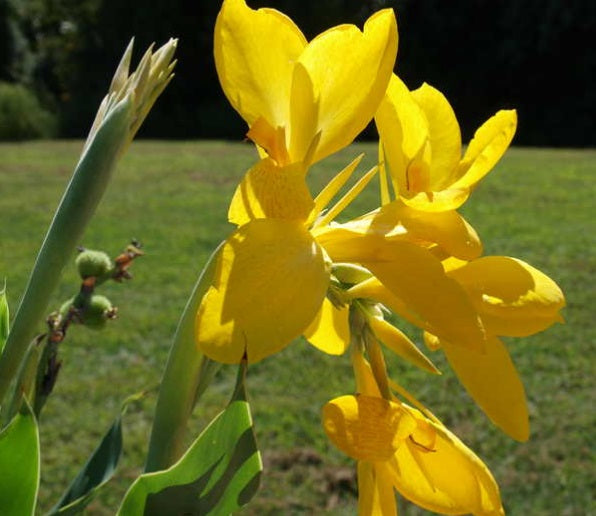 Canna Lemon Punch – Pot 4" (6–18")