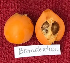 Loquat Bradenton – Pot 10" (24–48")