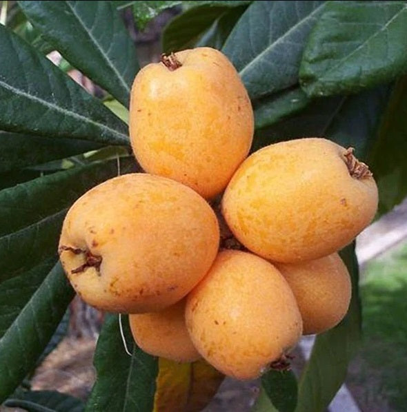 Loquat Yenuda – 10" Pot (24–48")