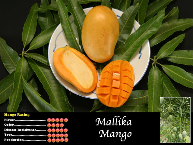 Manguier ‘Mallika (Malika) – Tropico-Québec