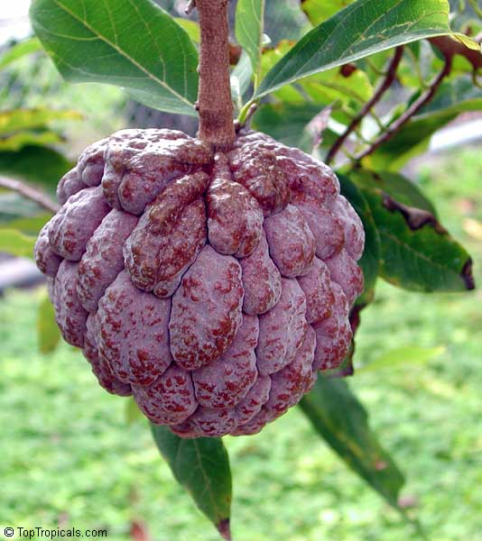 Pomme à sucre kampong Mauve (annone, Annona, sweetsop) – Pot 10"