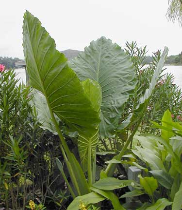 Alocasia 'Calidora' – Pot 4" (6–18")