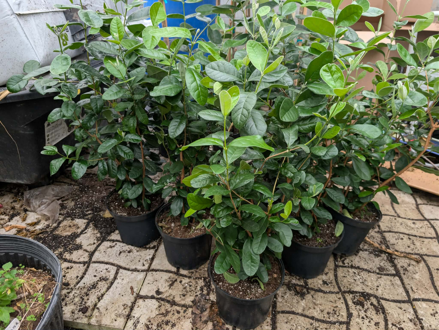 Pineapple Guava (Feijoa sellowiana) 10" Pot | Tropico-Québec
