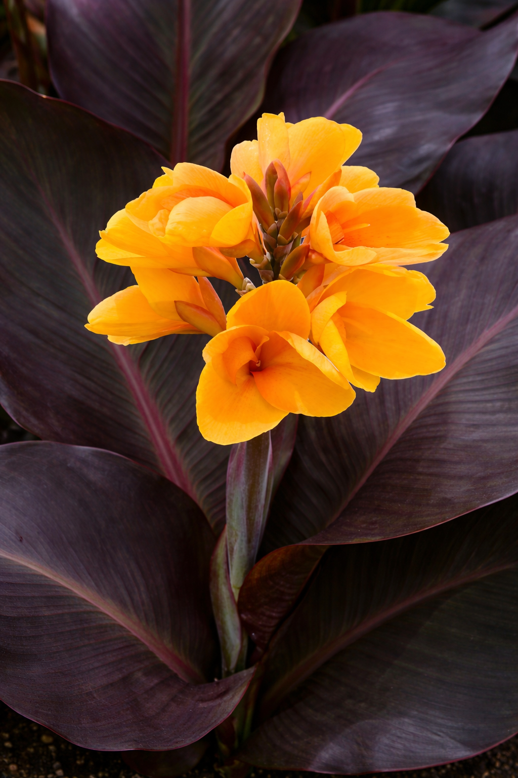 Canna elite 'Chocolate Sunrise' – Pot 4" (6–18")