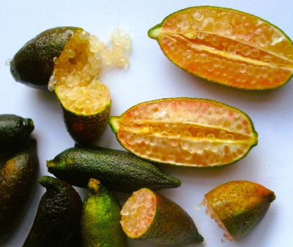 Citron Caviar Little Rubis – pot 10'' (32–48″)