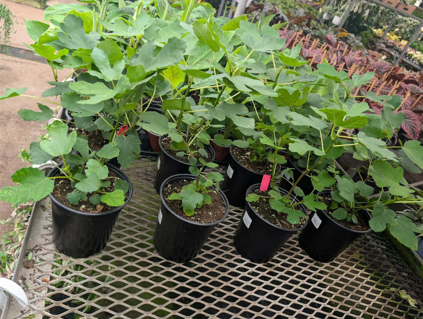 Fig tree 'Violette de Bordeaux' – 6" pot (18–24")