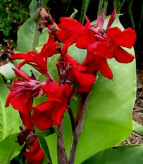 Canna ‘Fire Dragon’ – 4" Pot (6–18")