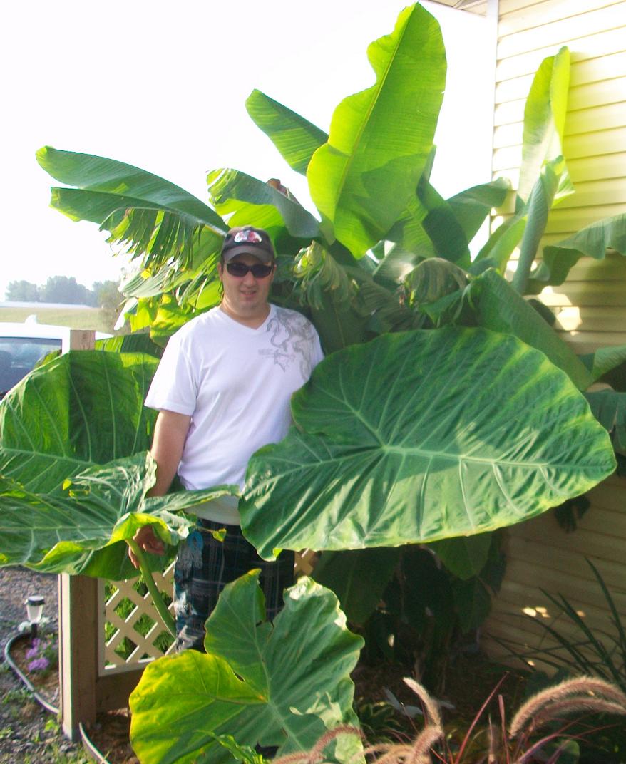 Colocasia 'Thailand Giant Strain' – Pot 4" (6–18")
