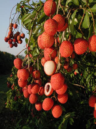 Litchi ‘Mauritius’ (“Mauritinus”) – Tropico-Québec