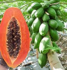 Papaye ‘Dwarf Red Lady’ (Carica papaya) – Tropico-Québec