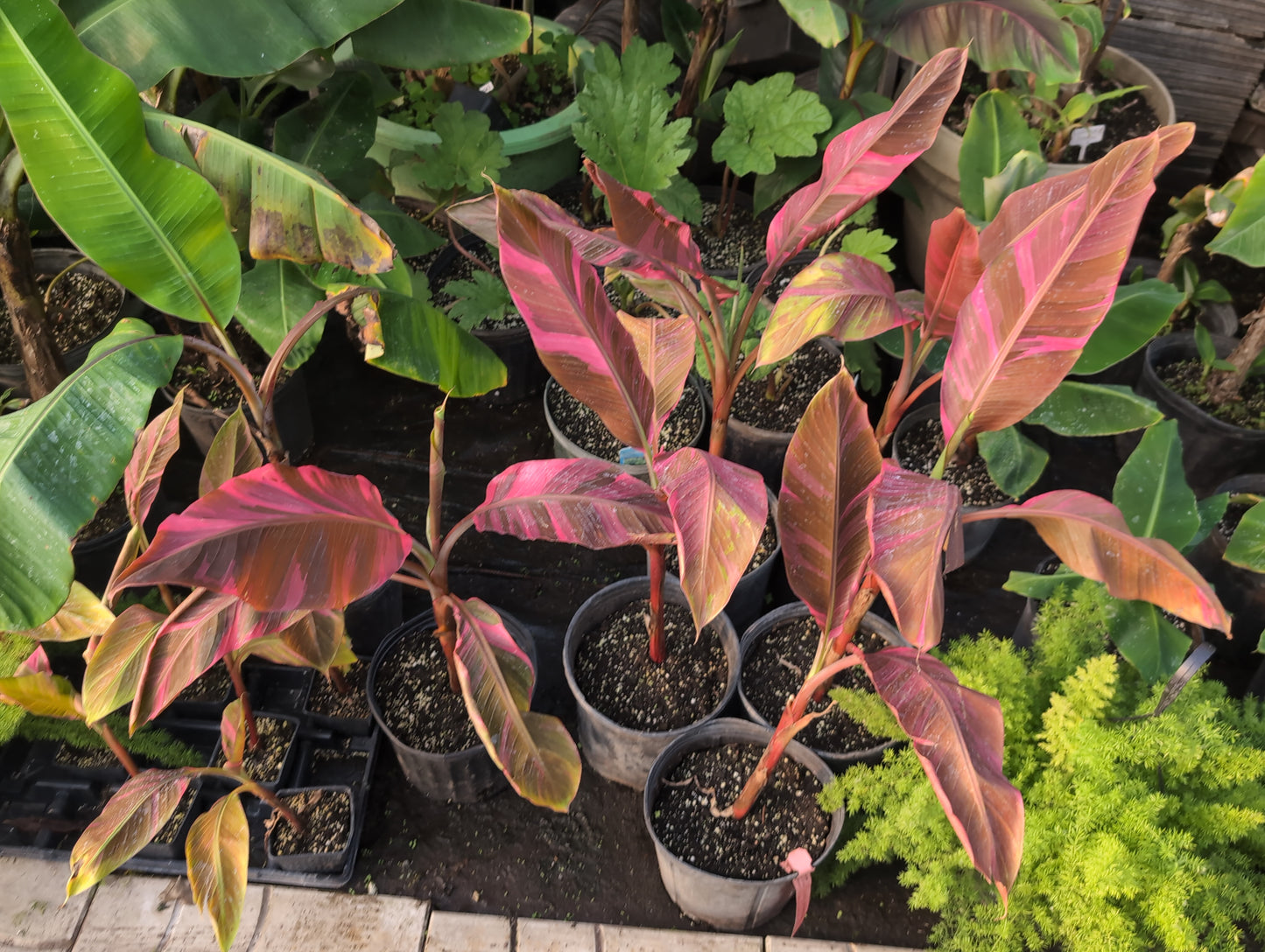 Variegated Banana Tree 'Nono Lady Diva' – Rare Pink Foliage Musa – 10" Pot (24–36")