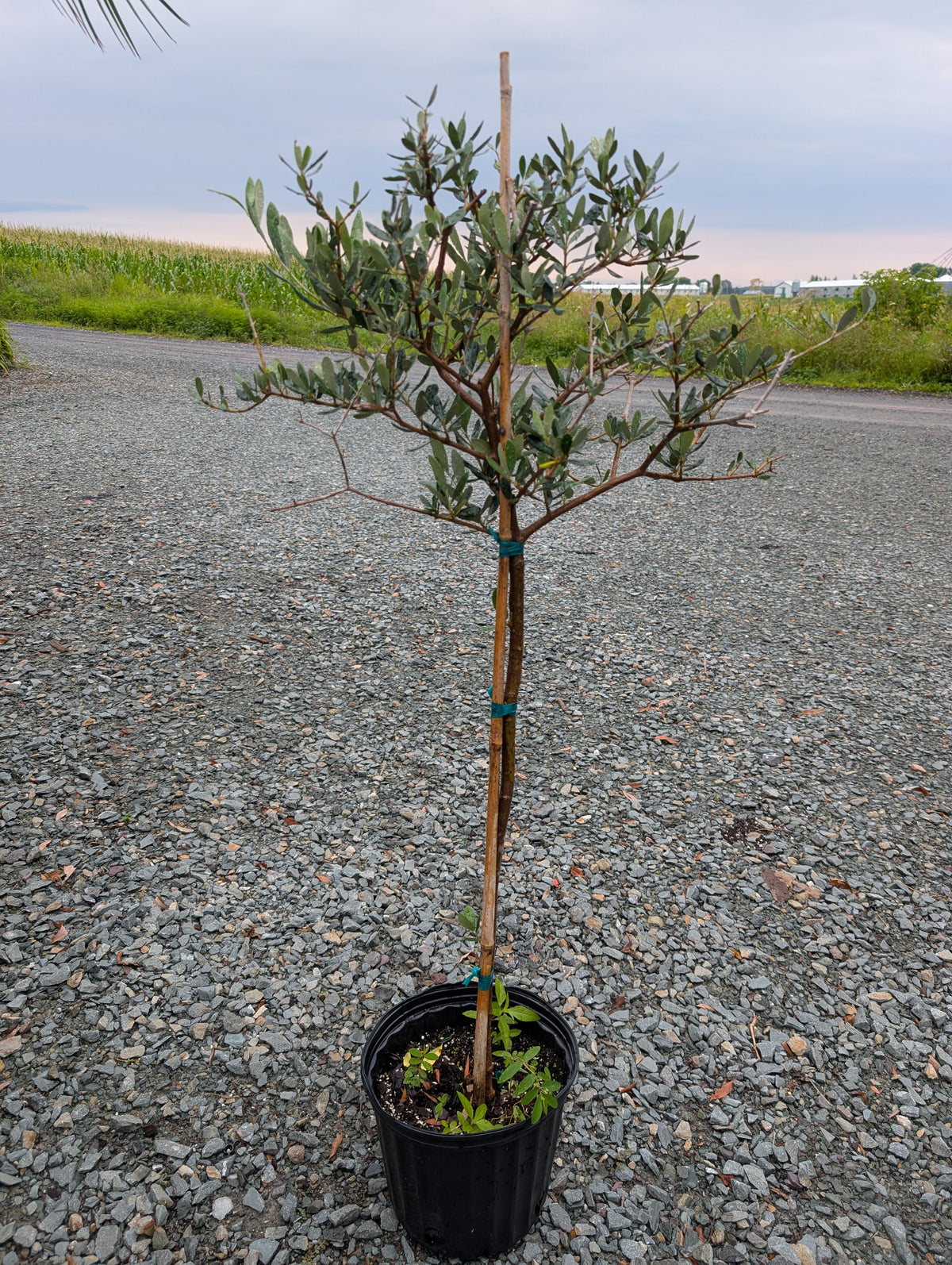 Olive ‘Arbequina
