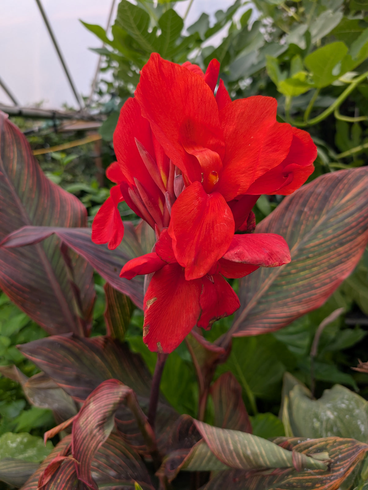 Canna 'Tropicanna red' – Pot 4" (6–18")