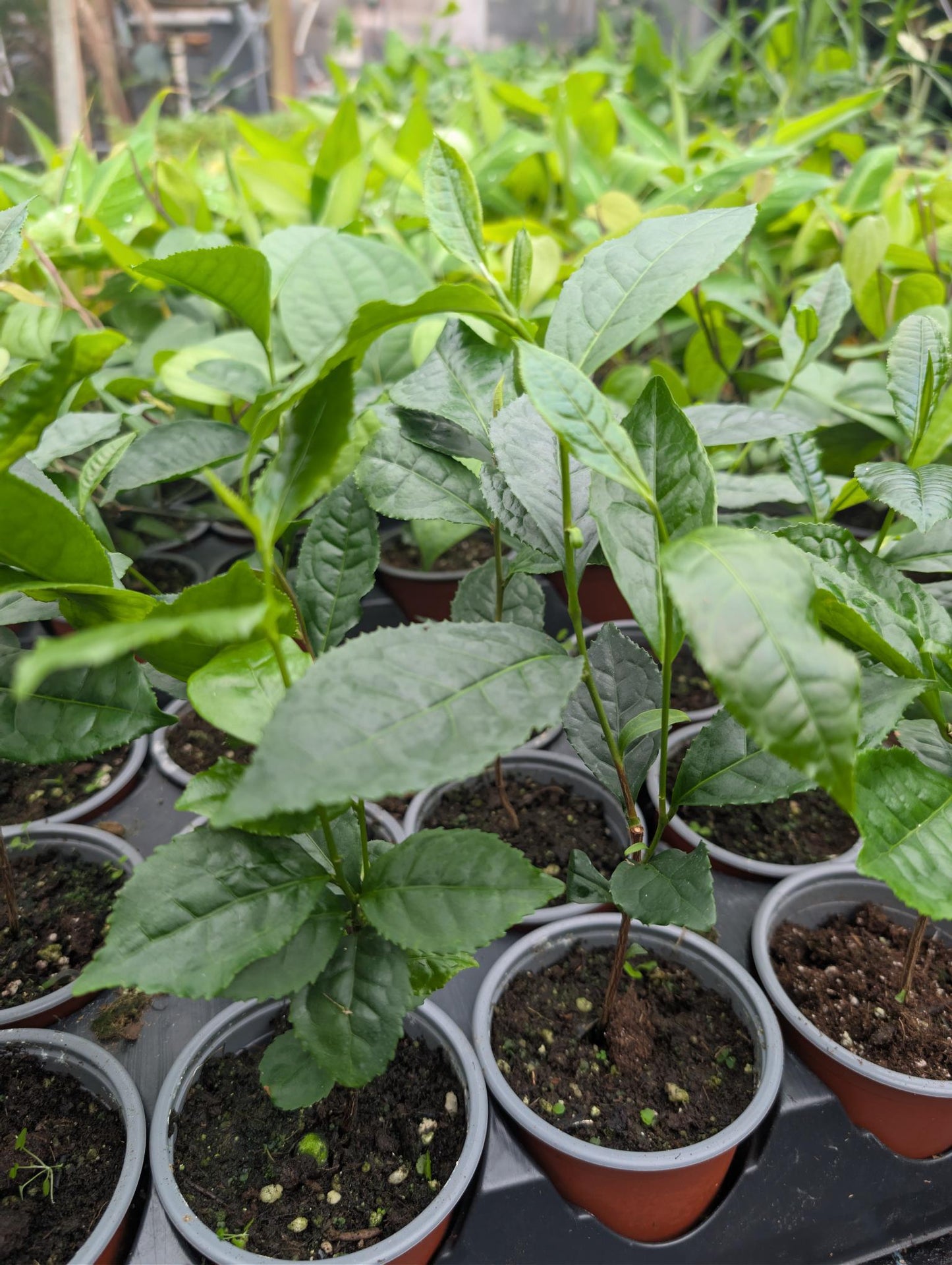 Tea Plant (Camellia Sinensis) 4" Pot (6–12")