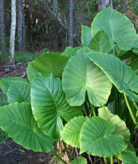 Alocasia ‘California’ (oreille d’éléphant) – Tropico-Québec