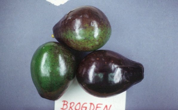 Avocatier ‘Brogdon’ – avocat à peau mince (souvent pourpre), chair riche, variété appréciée en culture chaude – Tropico-Québec