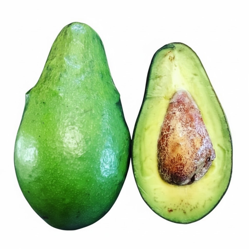 Avocatier ‘Day’ – variété d’avocatier productive, feuillage dense, idéal pour culture en serre et en pot – Tropico-Québec