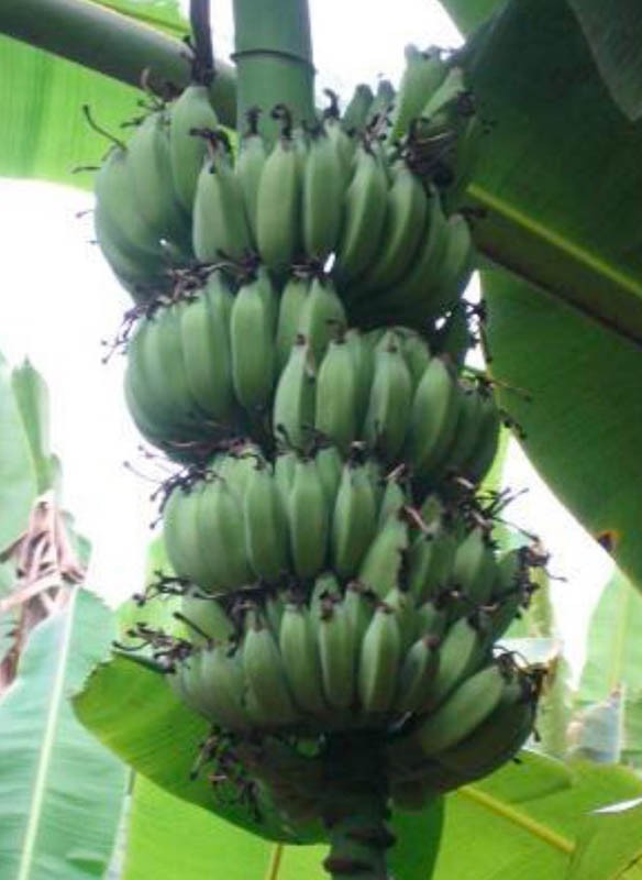 Bananier Musa ‘Dwarf Namwah’ – Bananier ‘Dwarf Nam Wah’ (Musa) – variété naine très productive, fruits sucrés type Nam Wah, excellent choix en pot et en serre – Tropico-Québec
