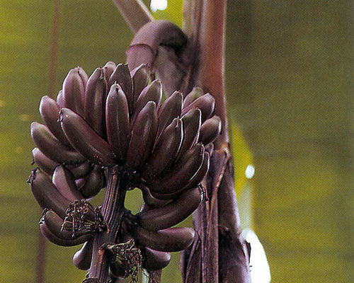 Banana plant ‘Dwarf Red’ (Musa) – foliage et pseudo-tronc teintés de rouge, Banana plant compact décoratif – Tropico-Québec
