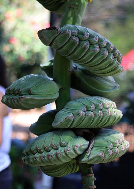 praying hands plants Banana 'Praying Hands' – Twin fused fruits