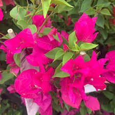 Bougainvillier (Bougainvillea) ‘Miami Pink’ – bractées rose vif, floraison intense et longue, parfait en pot et soleil – Tropico-Québec