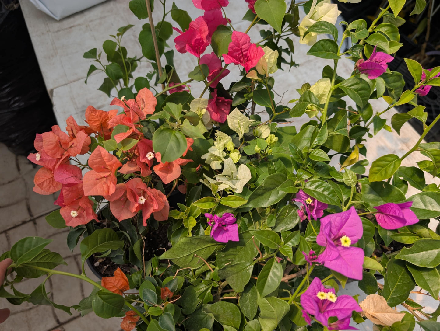 Bougainvillier (Bougainvillea) mix – assortiment de couleurs (rose, mauve, orange, rouge), plante tropicale grimpante très florifère – Tropico-Québec