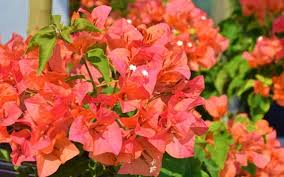 Bougainvillier (Bougainvillea) ‘Sundown Orange’ – bractées orange éclatant, floraison spectaculaire, plante tropicale pour terrasse/greenhouse – Tropico-Québec