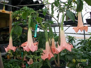 Brugmansia ‘Miss Emily Mackenzie’ – Tropico-Québec