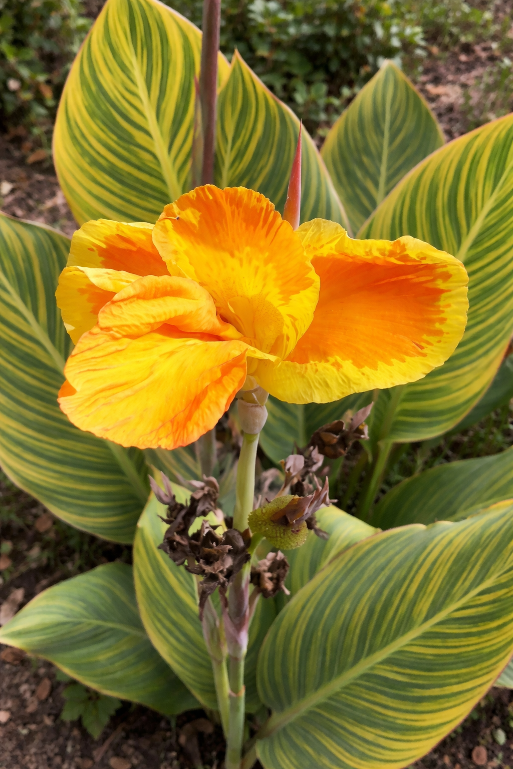 Canna 'Tropicanna Gold' – Pot 4" (6–18")