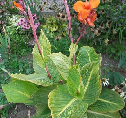 Canna ‘Tigre du Bengale’ – feuillage tropical large et décoratif, plante ornementale en pot/plein air – Tropico-Québec