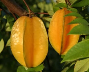 Carambolier (Averrhoa carambola) – fruit tropical en forme d’étoile, chair croquante et rafraîchissante – Tropico-Québec