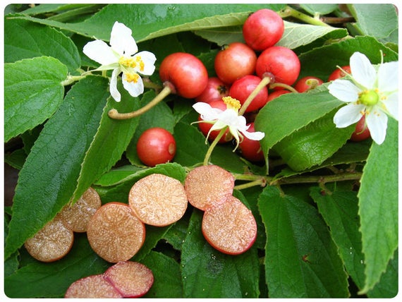 Cerise de Jamaïque (Muntingia calabura) – petits fruits rouges sucrés, production abondante, idéal en serre – Tropico-Québec