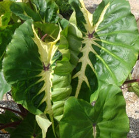Colocasia esculenta ‘White Lava’ (oreille d’éléphant) – Tropico-Québec