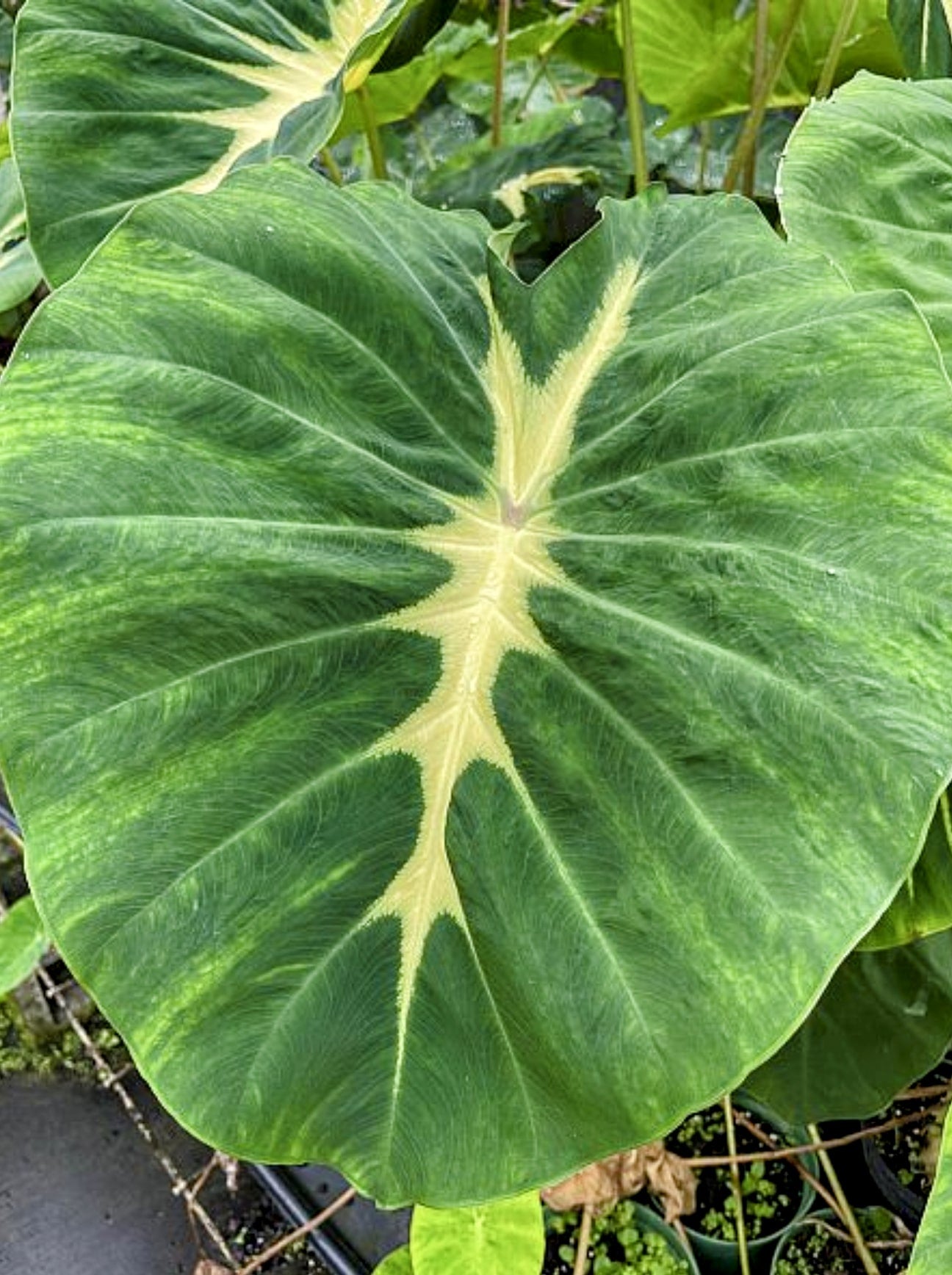Colocasia ‘Nancy’s Revenge’ (oreille d’éléphant) – Tropico-Québec