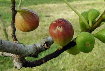 Figuier ‘Brown Turkey’ (Ficus carica) – photo de la variété