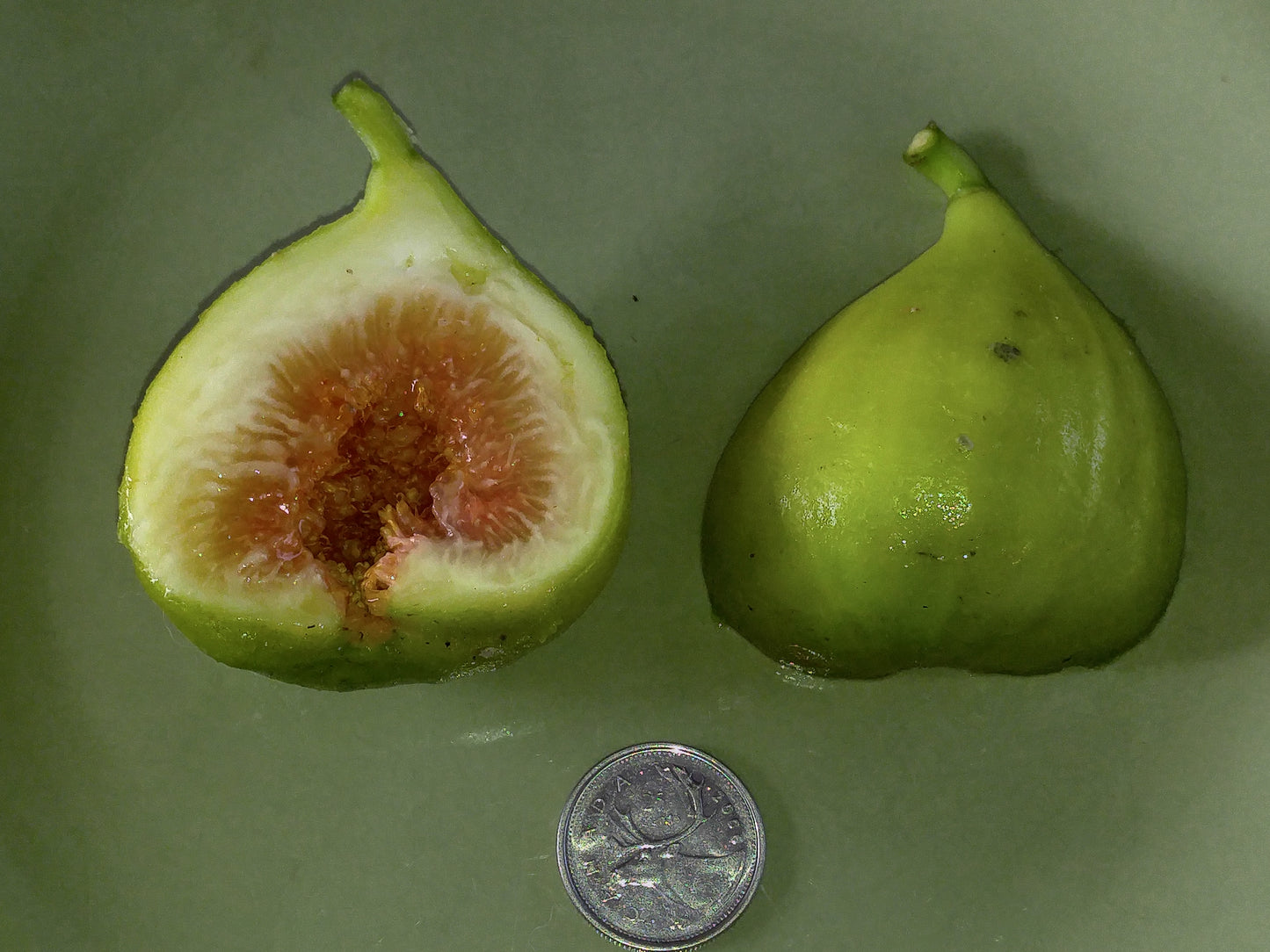 Figuier ‘Colasanti White’ (Ficus carica) – figues pâles, saveur douce – Tropico-Québec