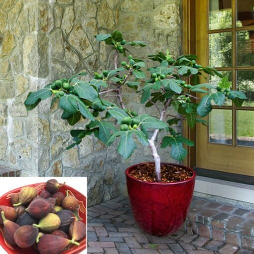 Figuier ‘Fignomenal’ (Ficus carica) – figuier compact, parfait en pot – Tropico-Québec