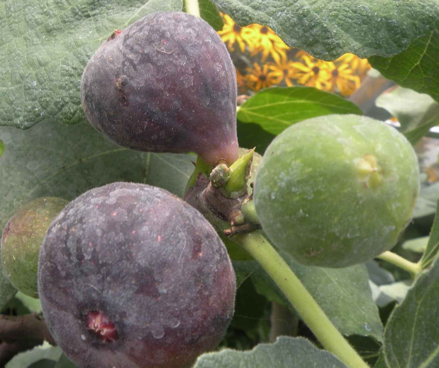 Figuier ‘Jean Talon’ (Ficus carica) – variété sélectionnée, idéale en pot – Tropico-Québec