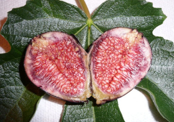 Figuier ‘Violet de Bordeaux’ (Ficus carica) aux figues violettes – Tropico-Québec