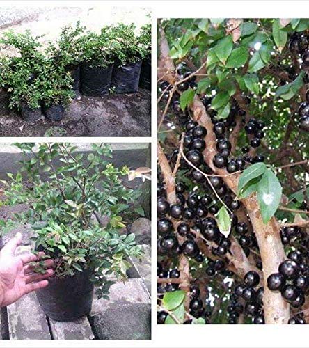 aboticaba (Plinia) – fruitier tropical de collection, grappes de fruits noirs sur l’écorce, culture en serre – Tropico-Québec