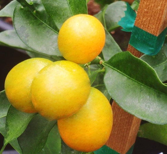 Kumquat ‘Meiwa’ – petits fruits ronds sucrés, se mangent avec la peau, très bon en pot – Tropico-Québec