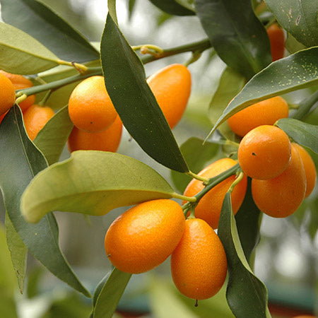 Kumquat ‘Nagami’ – fruits ovales orange, flavor acidulé, excellent Citrus de terrasse – Tropico-Québec