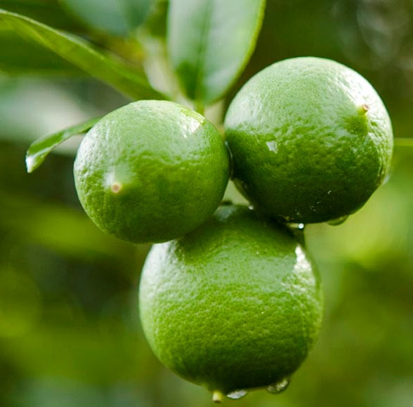 Key lime (Citrus aurantiifolia) – petites limes très aromatiques, idéale pour cocktails et desserts – Tropico-Québec