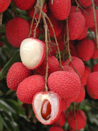 Litchi ‘Brewster’ (Litchi chinensis) – fruits rouges en grappes, saveur classique très parfumée, culture en serre – Tropico-Québec