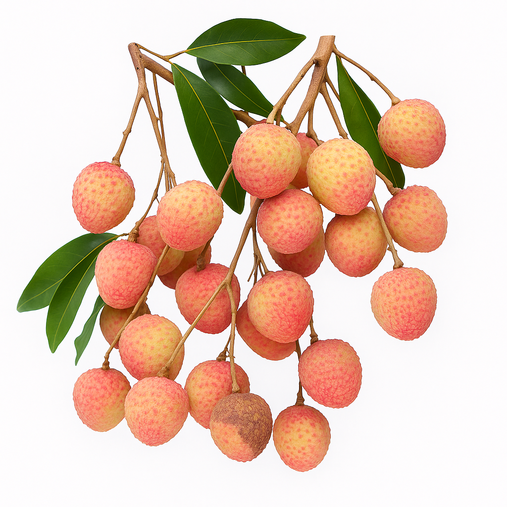 Litchi ‘Ohia’ (Litchi chinensis) – grappes de fruits rouges, goût doux et aromatique, fruitier tropical de collection – Tropico-Québec
