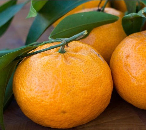 Mandarine satsuma ‘Brown Select’ – fruit orange sucré, bon rendement, agrume de collection – Tropico-Québec